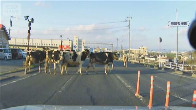突然“牛の群れ”で「パニック！」　警察も刺激しないように四苦八苦…