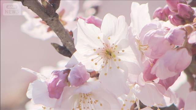 早咲きの桜「春めき」が見ごろ 斜面一面をピンク色に…　神奈川・南足柄市