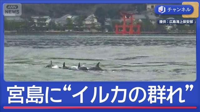 厳島神社に“イルカの群れ”10頭ほどが…ドコから来た？