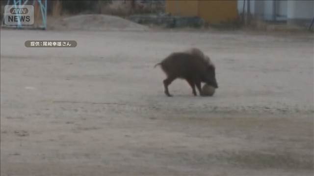 サッカーみたい」小学校庭でイノシシがボール遊び？　飼育員「あまり見たことない」