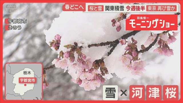 今週後半に東京で再び雪か　春どこへ…雪とサクラ　関東で積雪　季節外れ積雪で事故も