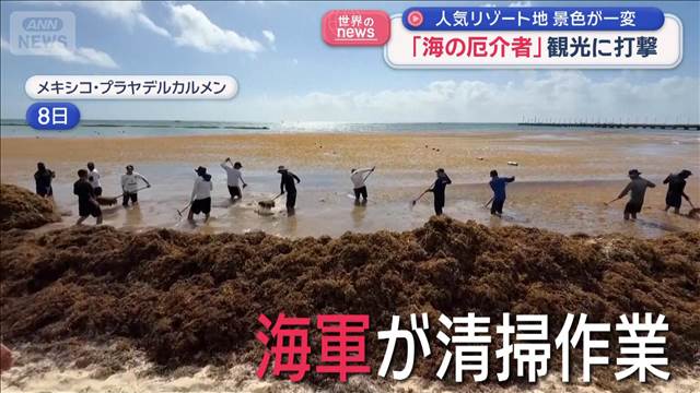 「海の厄介者」観光に大打撃　ブルーの海が…まっ茶色に