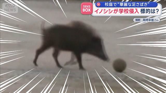 校庭で“華麗な足さばき”イノシシが学校侵入　標的は？