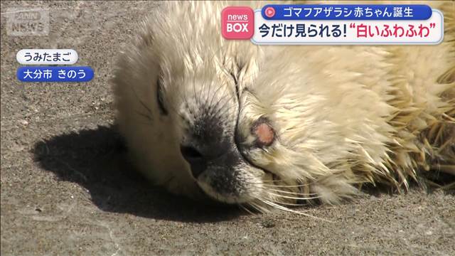 ゴマフアザラシ赤ちゃん誕生　今だけ見られる“白いふわふわ”