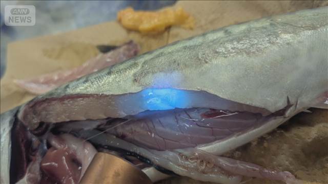 生きているサバの筋肉にアニサキス　福井県立大学が発表　冷凍や加熱で対策を