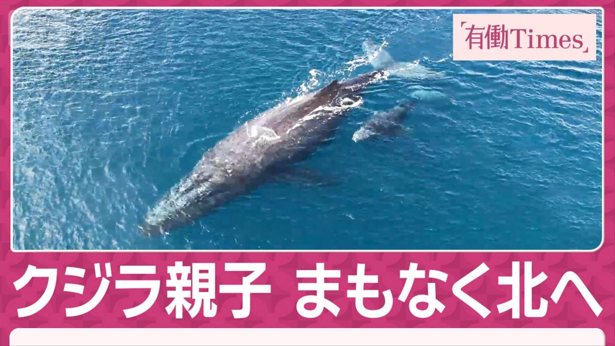 “世界遺産”奄美の海でザトウクジラの子育て 北へ旅立つ直前…鳴き声は恋の唄？