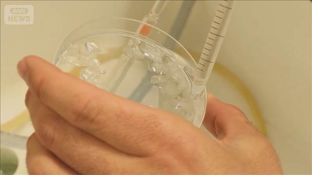 魚のうろこで人工角膜　スペインの研究チームが発表「安価な治療手段になる可能性」