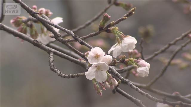 気温上昇 20℃超えも　東京ソメイヨシノ開花へ