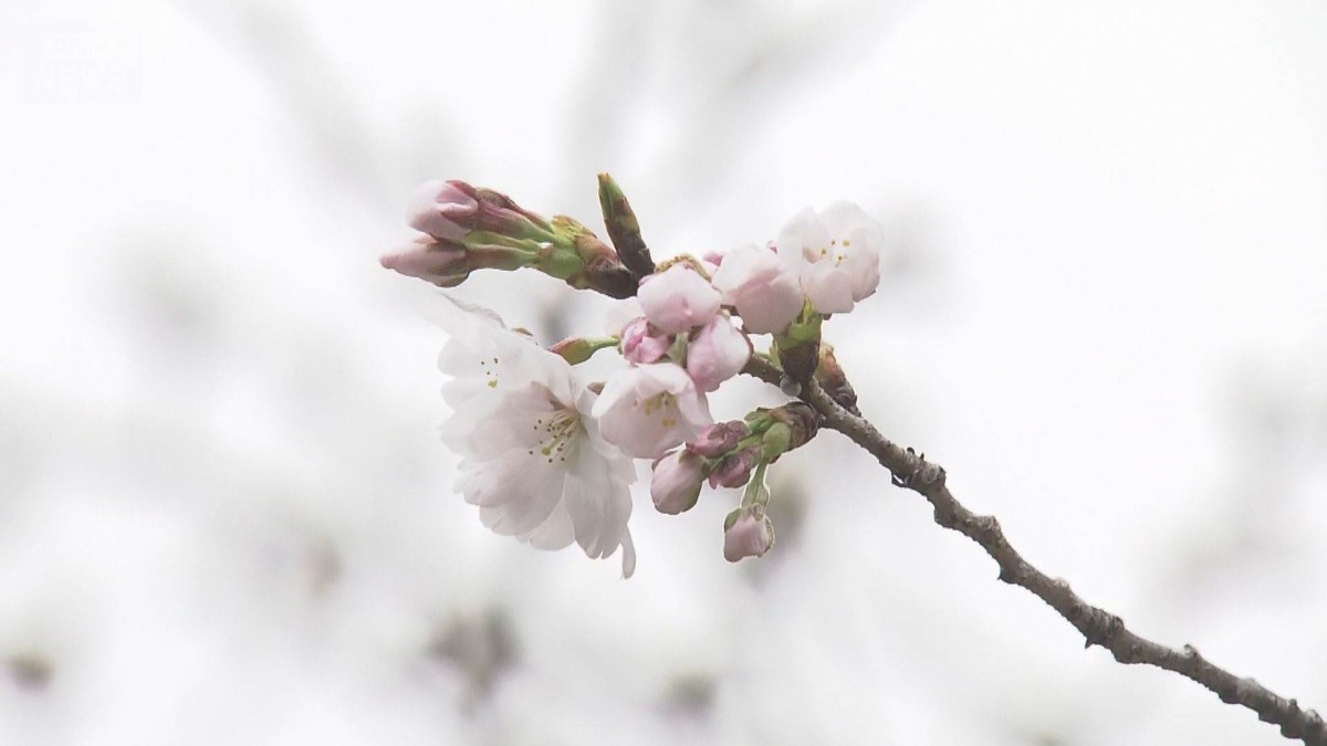東京のソメイヨシノ開花を発表　平年より5日早く関東では今年初　気象庁