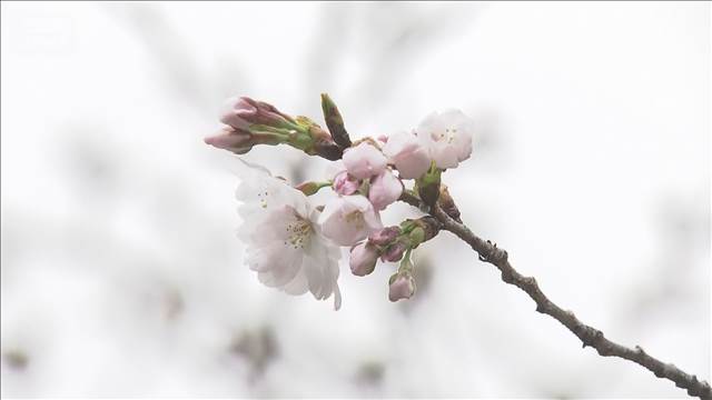 東京のソメイヨシノ開花を発表　平年より5日早く関東では今年初　気象庁