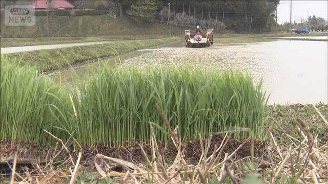 燃料費高騰のなか田植え始まる　千葉・いすみ市で極早生品種「五百川」