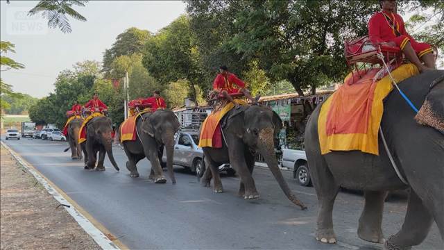 燃料不足でゾウが“徒歩出勤”　タイの人気観光地　ゾウの餌にも影響
