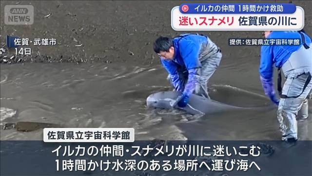 迷いスナメリ　佐賀県の川に　イルカの仲間　1時間かけ救助