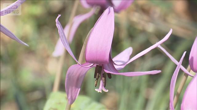 斜面を彩る薄紫の花　150万株「カタクリの花」が見ごろ　栃木・佐野市