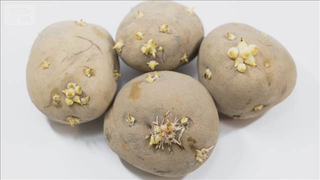 ポトフ食べ3人食中毒　緑に変色したジャガイモ、有毒成分「ソラニン類」検出