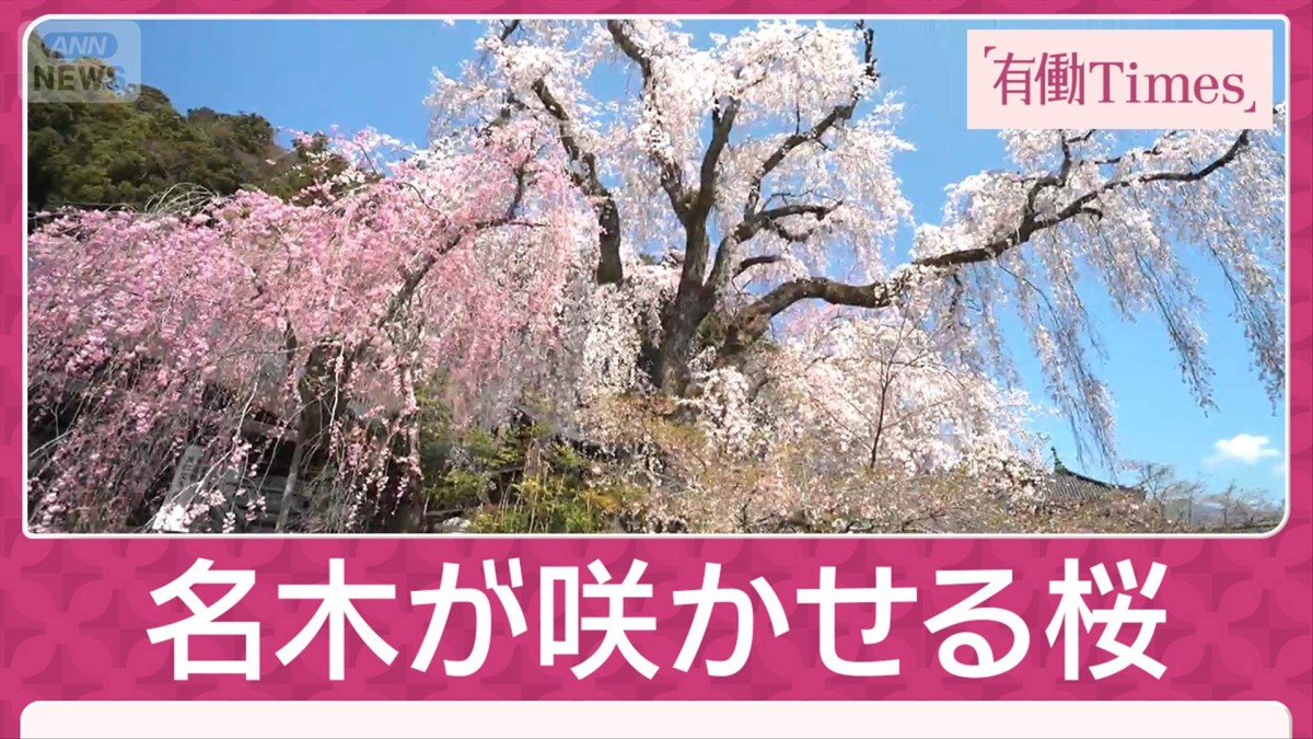 満開しだれ桜「一生に一度は見たい」樹齢400年超の名木 日蓮ゆかりの