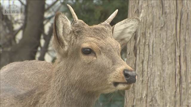 大阪中心部の公園にシカ現れる　奈良公園から越境してきたか