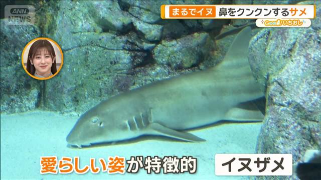 怖いだけじゃない？サメの意外な生態　鼻をクンクン　まるで犬【グッド！いちおし】
