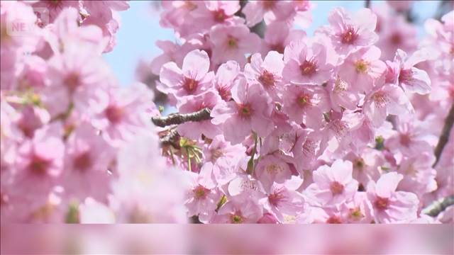 桜シーズンに変化　ソロ花見増える　昨年の1.5倍　「近場で楽しむ」トレンドに