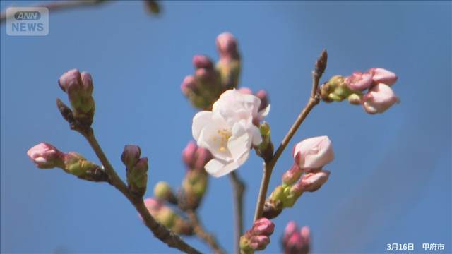 甲府でソメイヨシノの満開を発表　今年全国ではじめて　気象庁