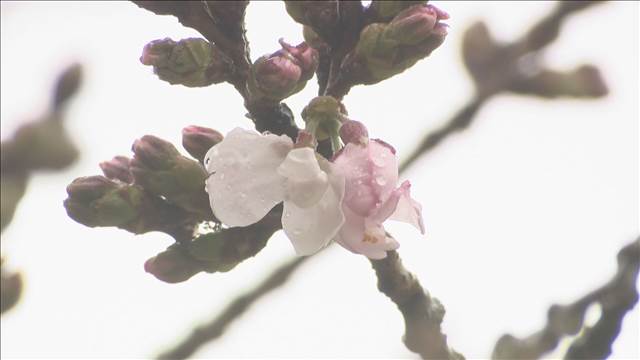 関東から九州　咲き進む桜にまとまった雨　前線が西日本から関東へ