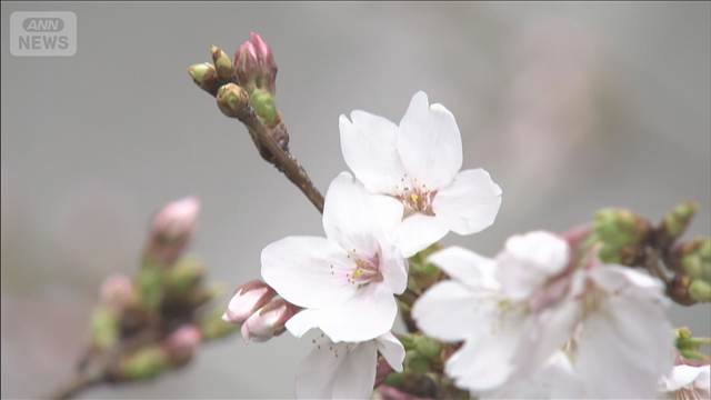 咲き進むソメイヨシノ　全国の半数以上で開花発表　週末には見ごろの予想も