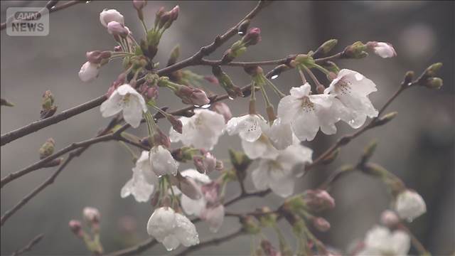天気回復の西から桜開花の便り　久々のまとまった雨量も