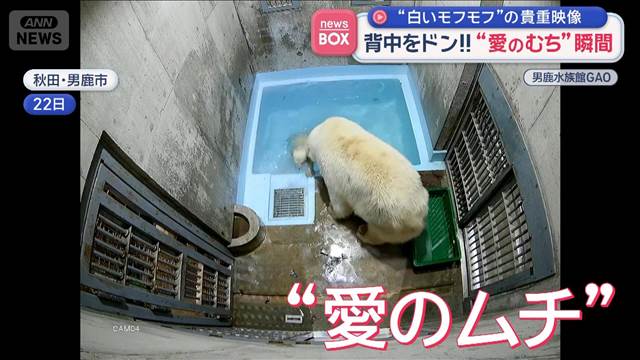 “白いモフモフ”の貴重映像　背中をドン！！“愛のむち”瞬間