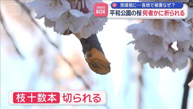 見頃前に…各地で被害なぜ？　平和公園の桜　何者かに折られる