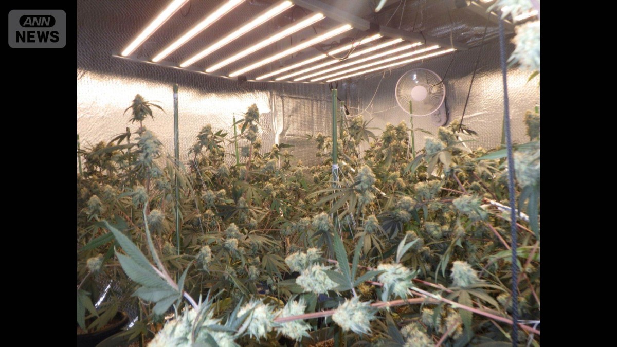 アパートで大麻草を栽培か　ベトナム国籍の男4人逮捕　“水漏れ”から発覚