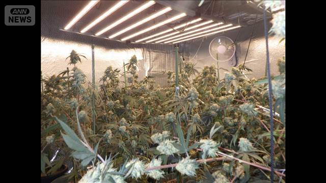 アパートで大麻草を栽培か　ベトナム国籍の男4人逮捕　“水漏れ”から発覚