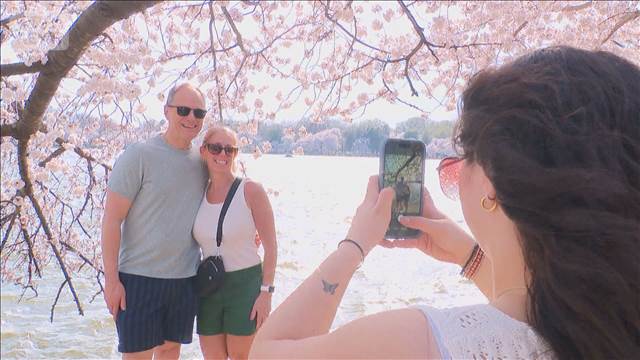 ワシントンで桜が満開　日本が贈った3000本が起源  予想より3日早く