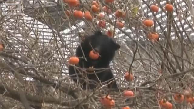 クマ被害対策ロードマップ決定　目標達成で個体数65％地域も