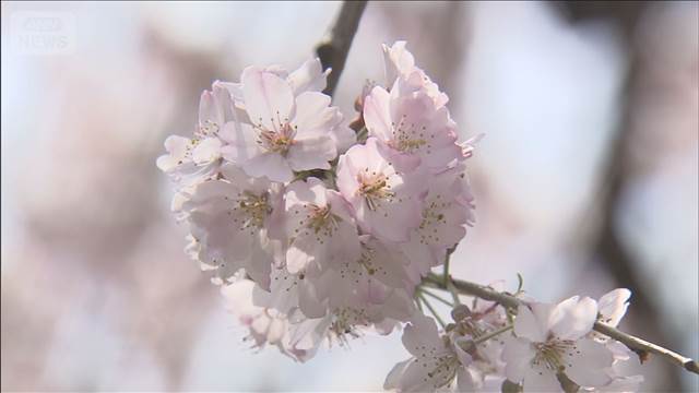 【速報】東京のソメイヨシノ満開 平年より3日早く去年より2日早い発表　気象庁