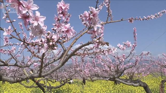 畑一面ピンク色 桃の花が見ごろ 菜の花と鮮やかな競演も　山梨・笛吹市
