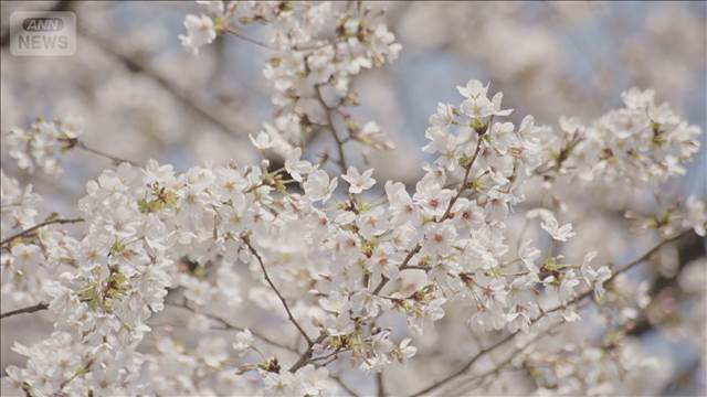 満開の桜　お花見日和に　午後はにわか雨に注意