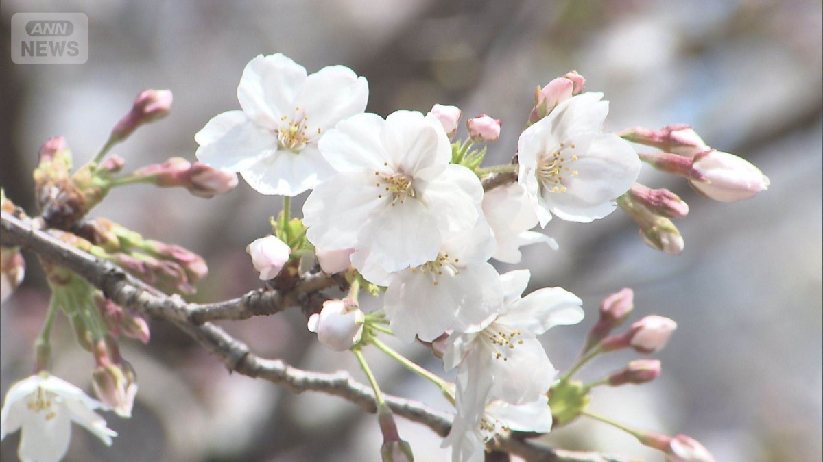 桜前線がみちのく入り 福島でソメイヨシノ開花　北陸でも3県が開花