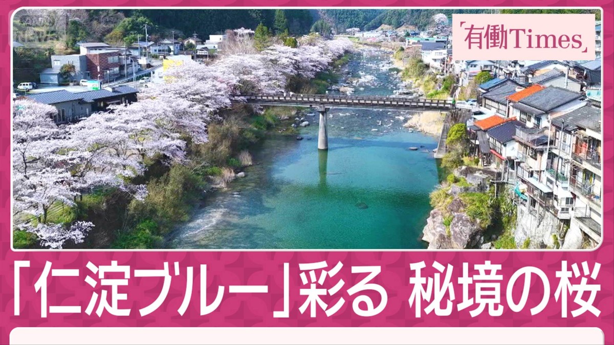 清流「仁淀ブルー」が彩る“日本一”美しい秘境の桜 宇宙を旅した樹齢500年の種