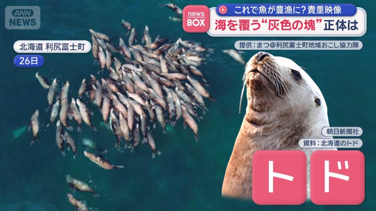 これで魚が豊漁に？貴重映像　海を覆う“灰色の塊”正体は