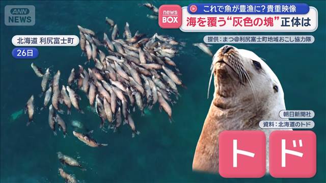 これで魚が豊漁に？貴重映像　海を覆う“灰色の塊”正体は