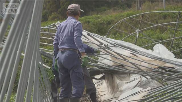 突風か ビニールハウス17棟が倒壊 サツマイモやソラマメに被害 鹿児島・枕崎市