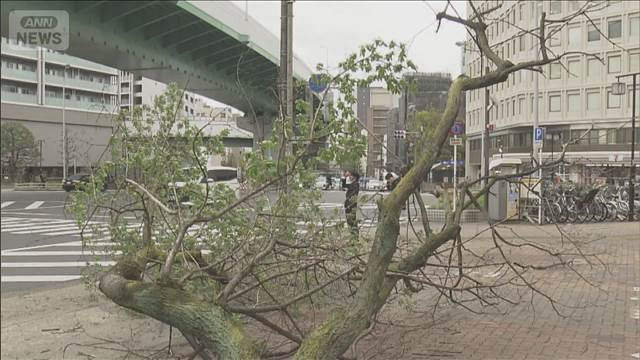 倒木相次ぐ「街路樹」通学路など点検強化　点検方法に関する初の指針を公表　国交省