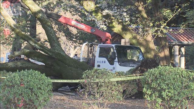 花見の名所で倒木相次ぐ 世田谷・砧公園でまた桜が倒木 千鳥ケ淵でも