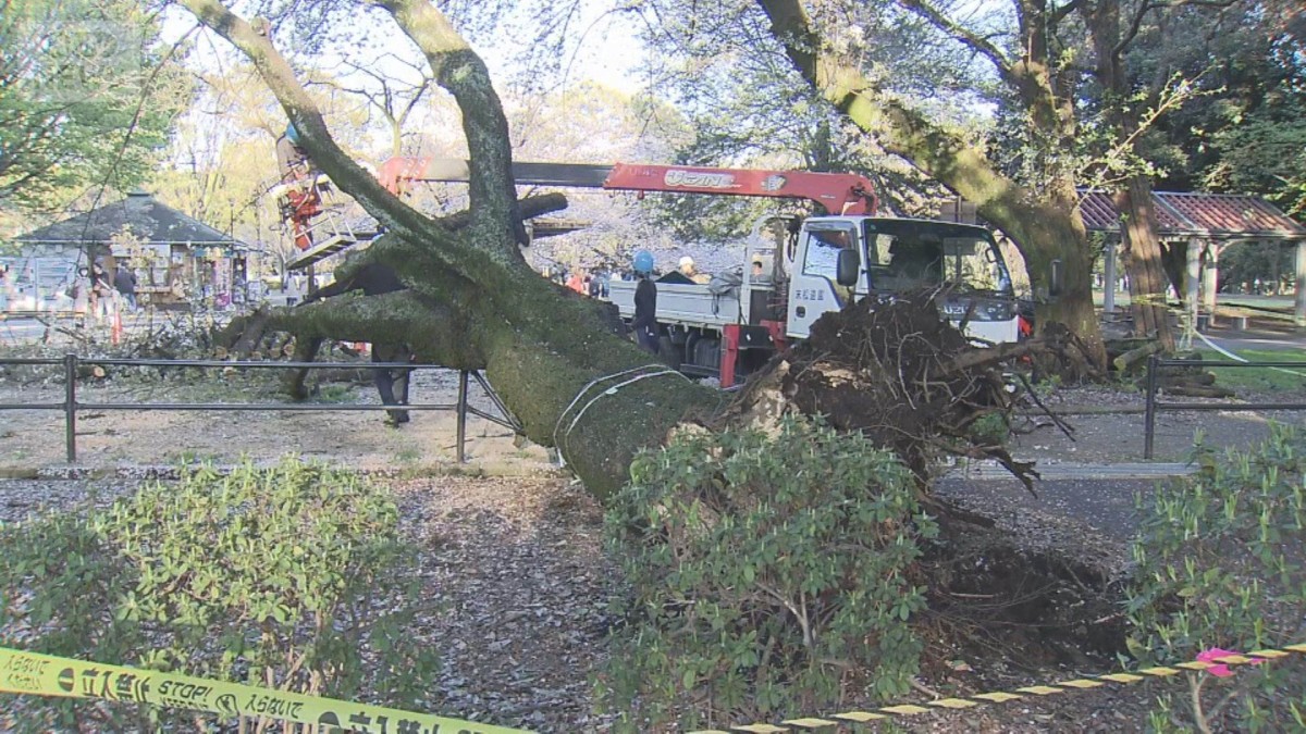 砧公園でまた倒木 桜の木に相次ぐ被害 東京・世田谷区