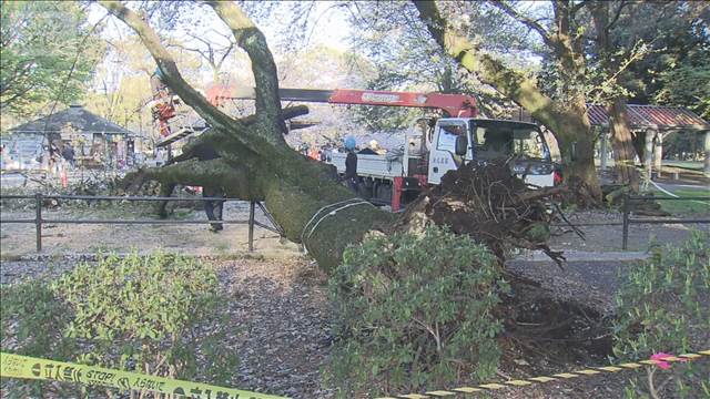 砧公園でまた倒木　桜の木に相次ぐ被害　東京・世田谷区