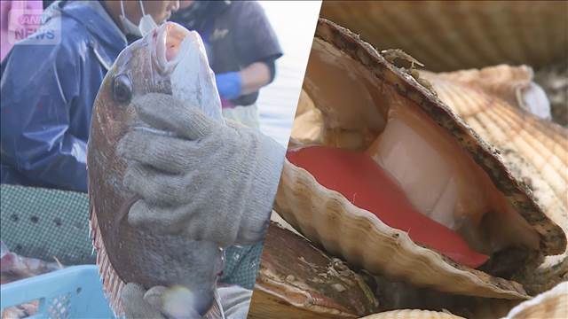 徳島・鳴門のマダイ最盛期　水揚げ順調　北海道・根室湾では春のホタテ「貝柱大きい」