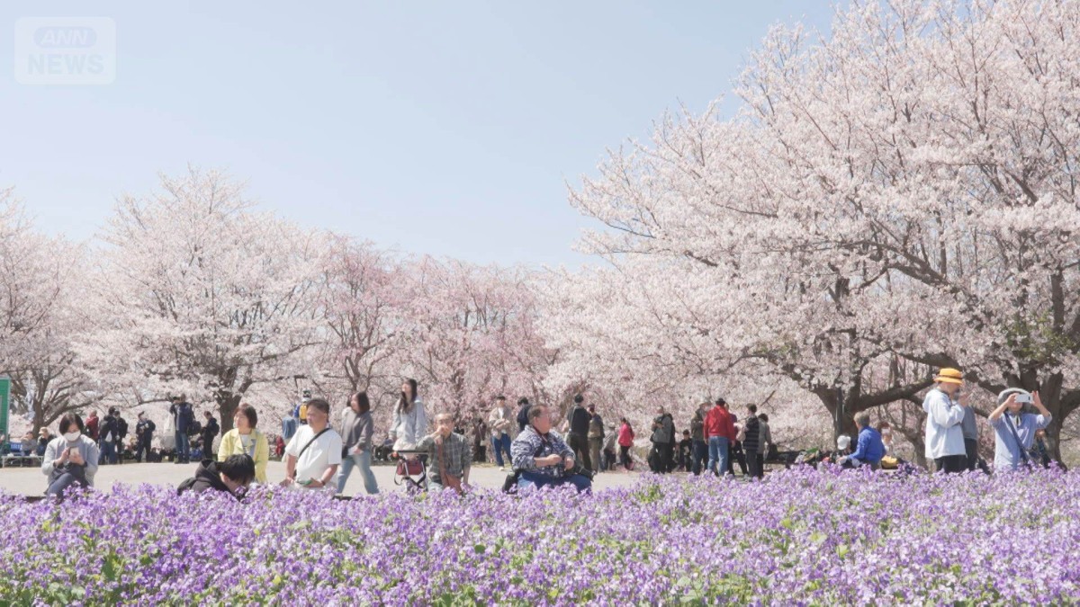 全国12地点から桜満開の便り 4日は一転、桜に試練の雨と風に