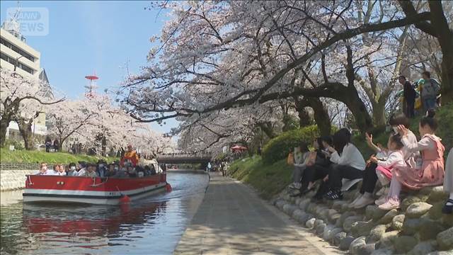 富山市の桜の名所「松川」の桜が見頃　ゆったり遊覧船で楽しむ満開の桜のトンネル　