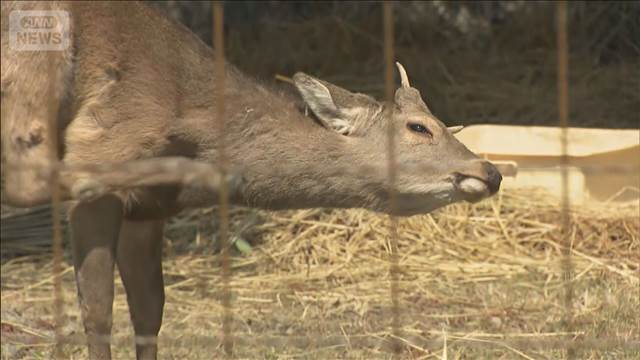 大阪で出没・保護のシカに「シカやん」命名　温泉施設で「鹿せんべい」食べる