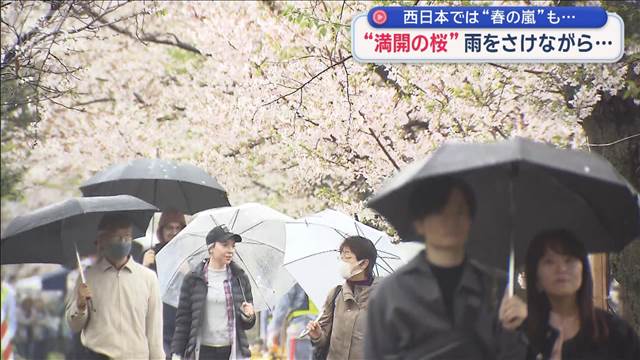 満開の桜に急な雨 花見客もずぶ濡れに　西日本は“春の嵐”で被害も